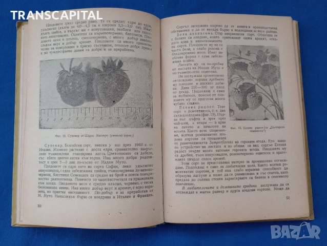 Ягодови овощни видове , снимка 3 - Специализирана литература - 52319897
