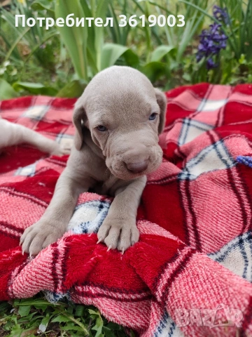 Ваймаранери , снимка 6 - Ваймаранер - 54205375