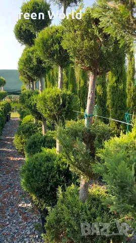  Лейландски кипарис топиари - 4 топки, над 2 м - 80 € , снимка 2 - Градински цветя и растения - 55941320
