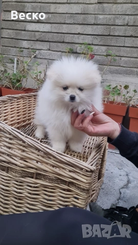 Померан мини женско , снимка 4 - Померан - 54255864