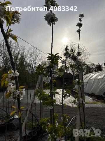 Череша Едра Черна, снимка 3 - Градински цветя и растения - 54221093