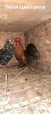 Джинки, снимка 2 - други­ - 53091954