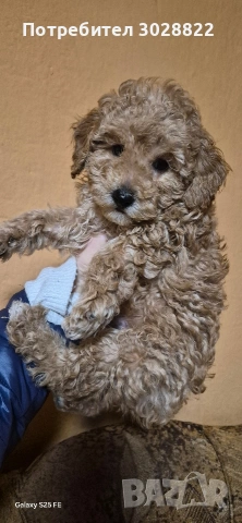 Той Пуделчета чистокръвни, снимка 5 - Пудели - 53196317