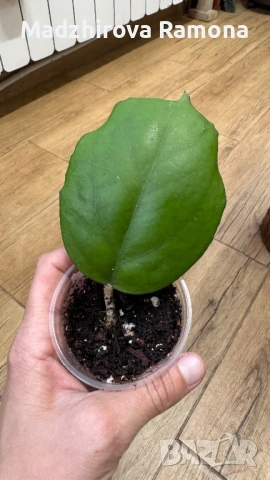 Хоя. Hoya Seeds 002 , снимка 2 - Стайни растения - 54001903