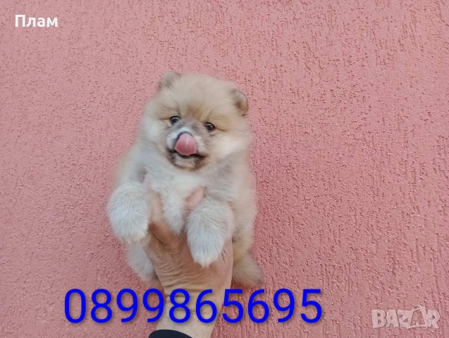 Мъжки Померан. Реални снимки от 31.03.26 г. , снимка 6 - Померан - 54036672