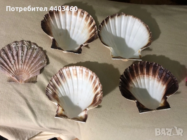 Декоративни миди Пектен (средиземноморски), снимка 2 - Декорация за дома - 52076428