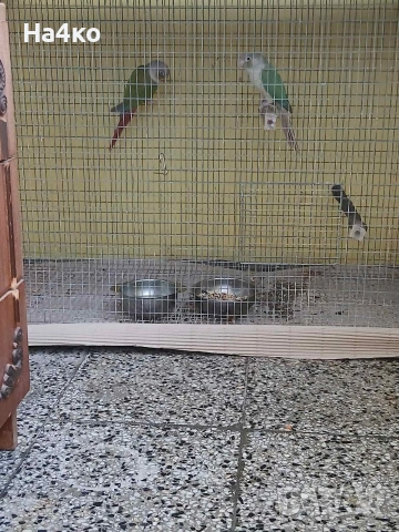 Работеща двойка пирури малиноа, снимка 3 - Папагали - 53324551