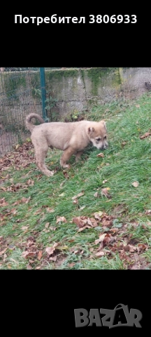 Кавказки Вълкодав, снимка 4 - Алабай - 52499795