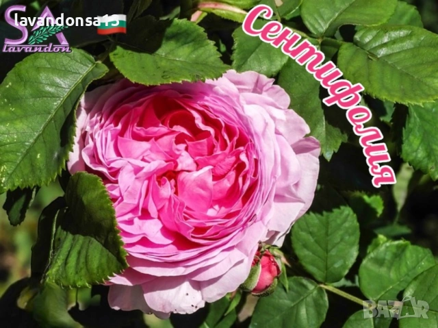 Българска Маслодайна Роза – Дамасцена, Алба, Сентифолия | Разсад, снимка 7 - Градински цветя и растения - 42641069