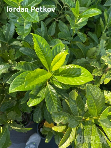 Лавровишна 90-100 см., снимка 3 - Градински цветя и растения - 41037695