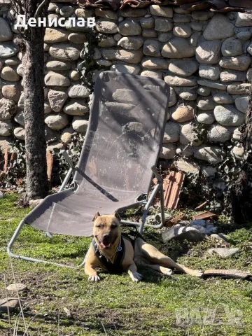 Мъжки питбул за разплод, снимка 11 - Питбул - 49563389