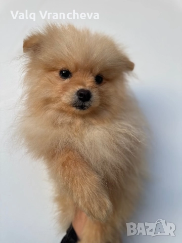 Шпиц, снимка 3 - Шпиц - 52850649