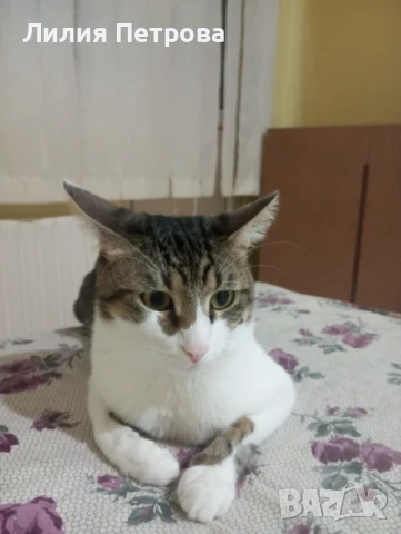 Плащам и подарявам на добър стопанин!