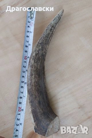 Рога, рогове: Кух рог  - 20, 15, 19 см, плътен, дръжка, снимка 3 - Други - 46576361