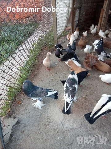 Гълаби , снимка 6 - Гълъби - 52928655