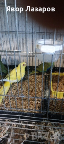 Папагали неофеми и пойни, снимка 5 - Папагали - 54303895