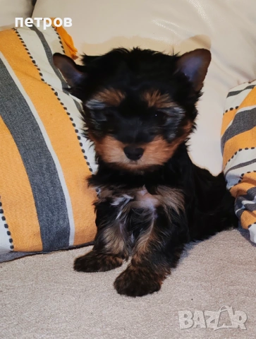 Йоркширски териер