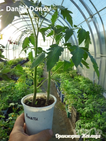 КАТАЛОГ РАЗСАДИ ПРОЛЕТ-ЛЯТО 2026, снимка 8 - Разсади - 52473586