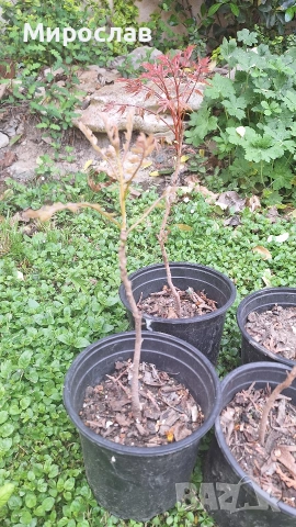 Продавам декоративно растение Китайски мехурник (Koelreuteria paniculata), снимка 7 - Градински цветя и растения - 51422603