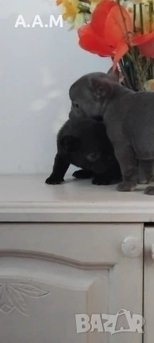 Черна  френска принцеса, снимка 2 - Френски булдог - 54112649