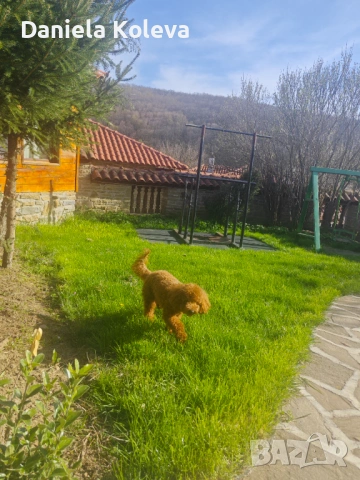 Пудел за разплод, снимка 2 - Търси партньор - 54286577