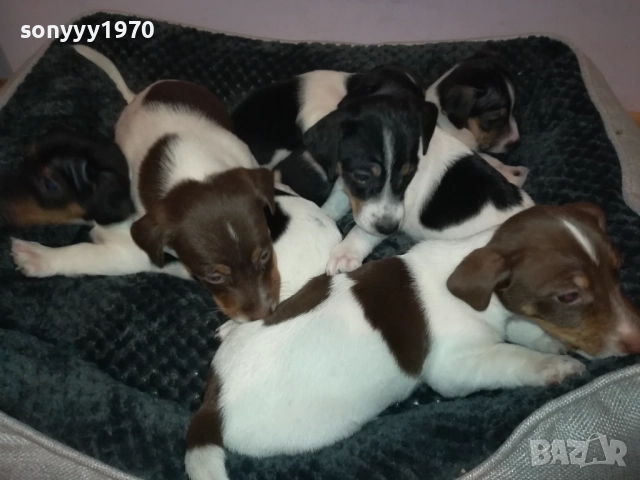 ДЖАК РЪСЕЛ ТЕРИЕР-БЕБЕТА//ВИДИН 2609252206, снимка 2 - Джак ръсел териер - 51851833