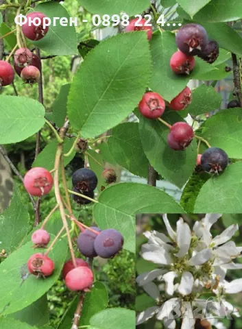 Амеланхиер -Amelanchier, снимка 10 - Разсади - 47992355