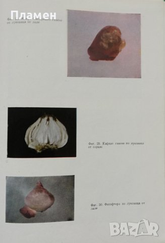 Болести и неприятели по украсните растения Е. Христова, М. Цалев, И. Даскалова, снимка 5 - Други - 37118811