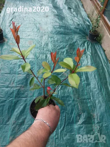 Фотиния - Налични 2 вида, снимка 8 - Други - 41432363