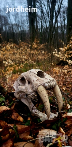 3D фентъзи черепи. 3D Fantasy realistic skulls dark fantasy, снимка 11 - Декорация за дома - 53940500