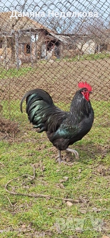 Разплодни яйца от австралорп , снимка 3 - Кокошки и пуйки - 54047072