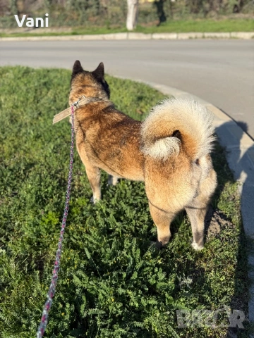 Американска акита кученце, снимка 10 - Акита - 53021892