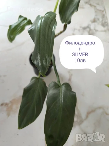 филодендрон, маранта, аглаонема, снимка 3 - Стайни растения - 50859161