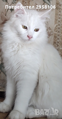 Персийска чинчила, снежно бяла, 5 мес.