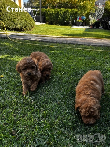 Мини пудели / Mini Poodles, снимка 14 - Пудели - 56439896
