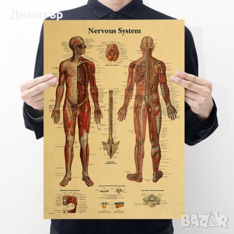 Постер постери плакат Нервна система 42/29см.