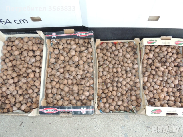 Орехи с черупка реколта 2025 г.