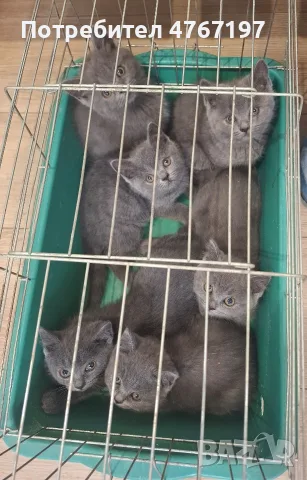 Британски късокосмести котенца