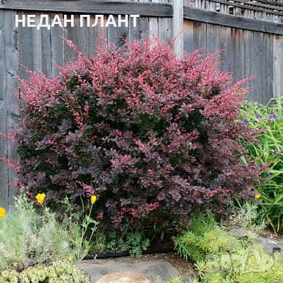 Берберис Атропурпуреа, снимка 2 - Градински цветя и растения - 51983356