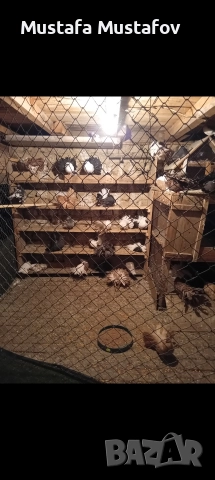 Продавам Фенерлии , снимка 4 - Гълъби - 52861493