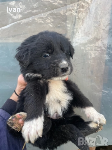 Каракачанки малки, снимка 5 - Каракачанска овчарка - 52534631