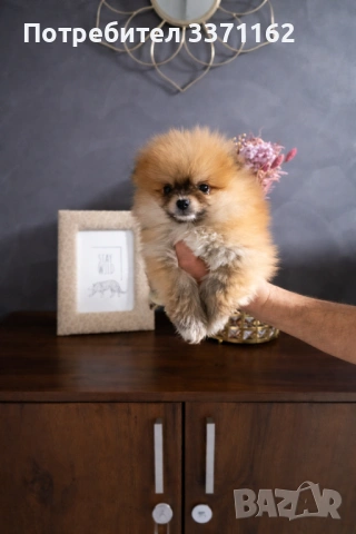  Двумесечен померан