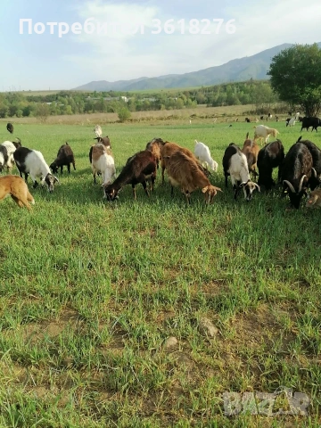 кози за курбан !, снимка 2 - Кози - 54247724