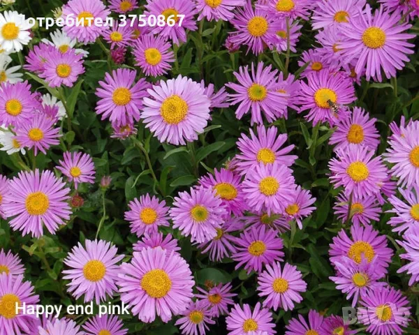 💜🩷💜 МНОГОГОДИШНА АЛПИЙСКА АСТРА
 /Aster alpinus/ 💜🩷💜, снимка 5 - Градински цветя и растения - 49778130