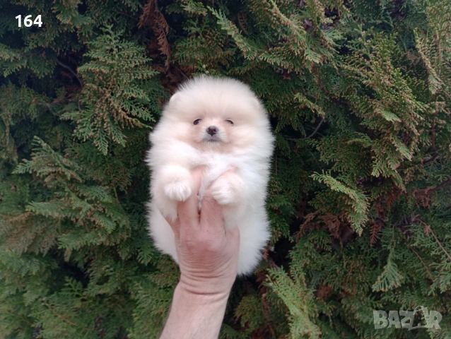 Мъжки и женски Померани. Реални снимки от 22.03.26 г. 