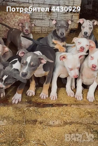 American Bully XL