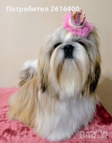 Ши Тцу/SHIH TZU , снимка 2 - Ши Тцу - 47907245