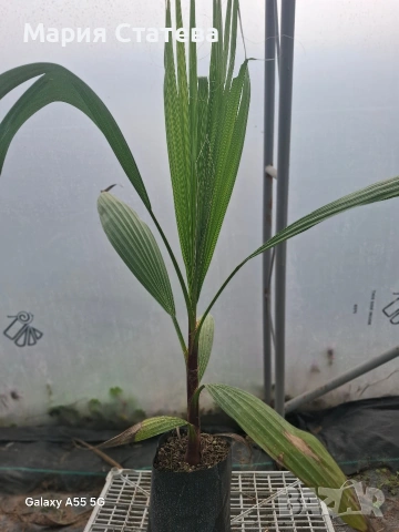 Палми от производител 