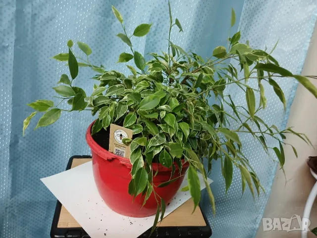 Бенджамин с пъстри листа, снимка 1