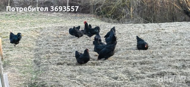 Оплодени яйца от черен австралорп , снимка 2 - Кокошки и пуйки - 44375254